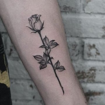 Rose tattoo